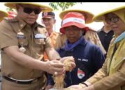 Menghadapi El Nino, Produksi Padi di Mesuji Masih dalam Posisi Aman