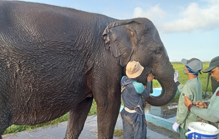 https://tabloidlintaspena.com/melihat-perawatan-gajah-sumatera-di-pusat-konservasi-padang-sugihan-kab-oki/