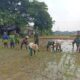 Danramil dan Anggota Turun Sawah, Bantu Petani Tanam Padi