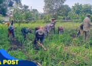 Babinsa Bantu Bersihkan Rumput, Dukung Petani Tebu Raih Hasil Optimal