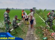 Gropyokan Kurangi Hama Tikus Sawah