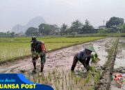 Dukung Ketahanan Pangan Nasional, Serda Yudi Bantu Petani Tanam Padi