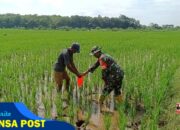 Babinsa Simo Terjun Ke Sawah Bantu Berantas Hama Keong