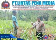 Ketahanan Pangan, Polres Ciamis Ikut Pantau Pertanian Jagung Kelompok Tani Bunga Melati
