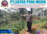 Dukung Hanpangan, Polres Ciamis Ikut Pantau Pertanian Jagung Warga Budiasih