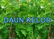 Manfaat Khasiat  Daun Kelor dan Cara Meramu