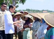 Presiden Jokowi Tinjau Penanaman Padi dan Serap Aspirasi Petani di Pekalongan