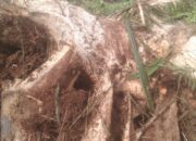 Pengawasan Replanting di PTPN 4 Kebun Mep Afdeling 2 Sepertinya Lemah