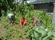 Babinsa 1714-01/Mulia Puncak Jaya Dampingi Petani Berkebun