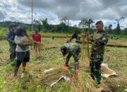 Program Ketahanan Pangan Satgas Yonif 122/TS Menuai Hasil Panen Padi Bersama Masyarakat Kampung Pund