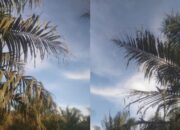PTPN 4 Kebun Meranti Paham Afdeling 5 Masih Terserang Hama