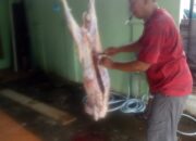 Suasana Idhul Ada IPJI kab Ciamis Adakan Penyembelihan Hewan Qurban Kambing  M 1445 H .
