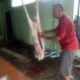 Suasana Idhul Ada IPJI kab Ciamis Adakan Penyembelihan Hewan Qurban Kambing  M 1445 H .