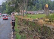 Pohon Tumbang Anggota Polsek Cihaurbeuti Gerak Cepat Amankan TKP