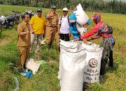 Kepala Dinas Pertanian Kab.Mesuji Hadiri Panen Perdana Padi Musim Gadu di Desa Wira Bangun dan Desa Bangun Mulyo