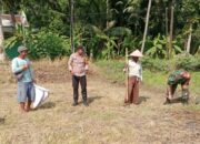 Ketahanan Pangan, Polsek Lakbok Polres Ciamis Ikut Tanam Jagung Bersama Poktan Jaya Horti