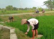 Babinsa Kel Kroyo Koramil 02/KarangmalangTurun Sawah, Bantu Petani Cabut Rumput Pengganggu