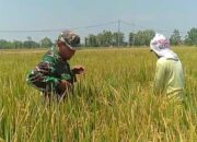 Babinsa Turut Pantau Tanaman Padi Milik Petani Desa Tanggan yang Siap Panen