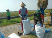 Babinsa Kelurahan Sragen Bertekad Wujudkan Swasembada Pangan, Bantu Panen Padi di Desa