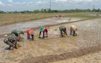 Serda Arfan Bergelut dengan Lumpur, Menanam Harapan di Sawah