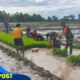 Tingkatkan Hasil Panen,Babinsa Kodim Boyolali Dampingi Petani