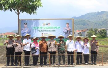 Trenggalek Mantap! Kolaborasi TNI-Polri dan Pemerintah Dorong Ketahanan Pangan Nasional