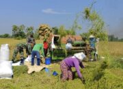 Babinsa  Desa Guworejo Turun Sawah, Panen Raya Bersama Petani