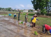 Babinsa Menjadi Garda Terdepan Dalam Menjaga Ketahanan Pangan, Bantu Petani Tanam Padi