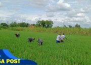 Jaga Kesuburan Tanaman Padi Babinsa Bantu Petani Cabut Rumput Di Sawah