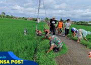 Moment Aparat dan Petani Gropyokan Hama Tikus di Desa Kedungupit, Sragen