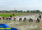 Musim Tanam Tiba, Babinsa Aktif Turun ke Sawah