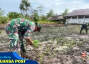 Sukseskan Program Ketahanan Pangan Babinsa Koramil 03/Kuala Kencana Bantu Petani Tanam Padi