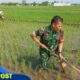 Sukseskan Swasembada Pangan Babinsa Sawit Bantu Petani Manjung