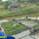 Yonif 141/AYJP Dukung Program Ketahanan Pangan dengan Urban Farming