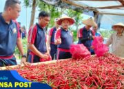 Kepala Zona Bakamla Tengah Pimpin Panen Perdana Cabai di Lahan Mako Baru