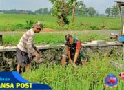 Babinsa Sawit Bantu Petani Desa Tegalrejo Rawat Padi