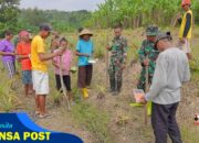 Satgas TMMD Tanam Jagung 2 Hektar