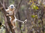From Agreement to Action: Build Back Biodiversity