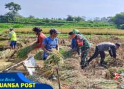 Babinsa Koramil Nglegok, Dampingi Penyerapan Gabah Panen Petani Oleh Bulog Di Blitar