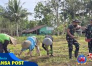 Dukung Program Ketahanan Pangan Pemerintah , Satgas Yonif 131/Brajasakti dan Warga Papua Tanam Jagung di Lahan Kosong
