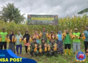 Dukung Program Ketahanan Pangan, Satgas Yonif 131/Brajasakti Panen Jagung Bersama Masyarakat Perbatasan Papua