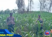 Tanam Jagung Lagi, Polres Nganjuk Wujudkan Ketahanan Pangan Berkelanjutan