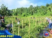Zona Bakamla Tengah Panen Cabai 1,3 Ton dalam Program Ketahanan Pangan Nasional