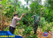 Mitigasi Bencana, Polsek Cikoneng Bersama Warga Tebang Pohon Rawan Tumbang di Cikanyere