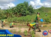 Satgas Pamtas Yonarmed 11 Kostrad Laksanakan Panen Hasil Kebun di Perbatasan