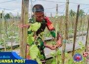 Babinsa Koramil 02/Timika Komsos Serta Bantu Petani Rawat Tanaman Melon
