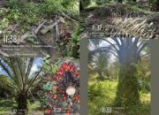 Tanaman dan TBS Tidak Dikelola Dengan Baik, Diduga Management Puncak PTPN lV Regional ll Kebun Air Batu Tidak Serius Dalam Bekerja
