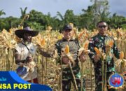 Panen Jagung Penuh Kebersamaan, Satgas Yonif 131/Brajasakti dan Warga Sambut Hasil Jerih Payah Bersama
