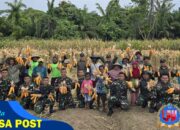 Dukung Program Ketahanan Pangan Pemerintah, Satgas Yonif 131/Brajasakti Bersama Masyarakat Kampung Wonorejo Perbatasan Papua Panen Jagung