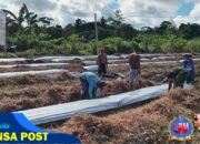 Satgas TMMD 124 Kodim 1710/Mimika Bersama Poktan Noken Naena Terus Kejar Target Penanaman Di Lokasi Pembukaan Lahan Tidur